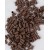 Auburn Brown 